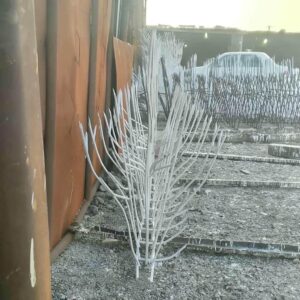 حفاظ شاخ گوزنی در زاهدان