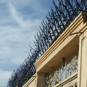 حفاظ شاخ گوزنی در بندرعباس