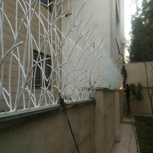 حفاظ شاخ گوزنی در اشتهارد