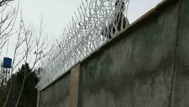حفاظ شاخ گوزنی در بندر دیلم
