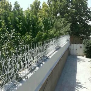 حفاظ شاخ گوزنی در چالوس