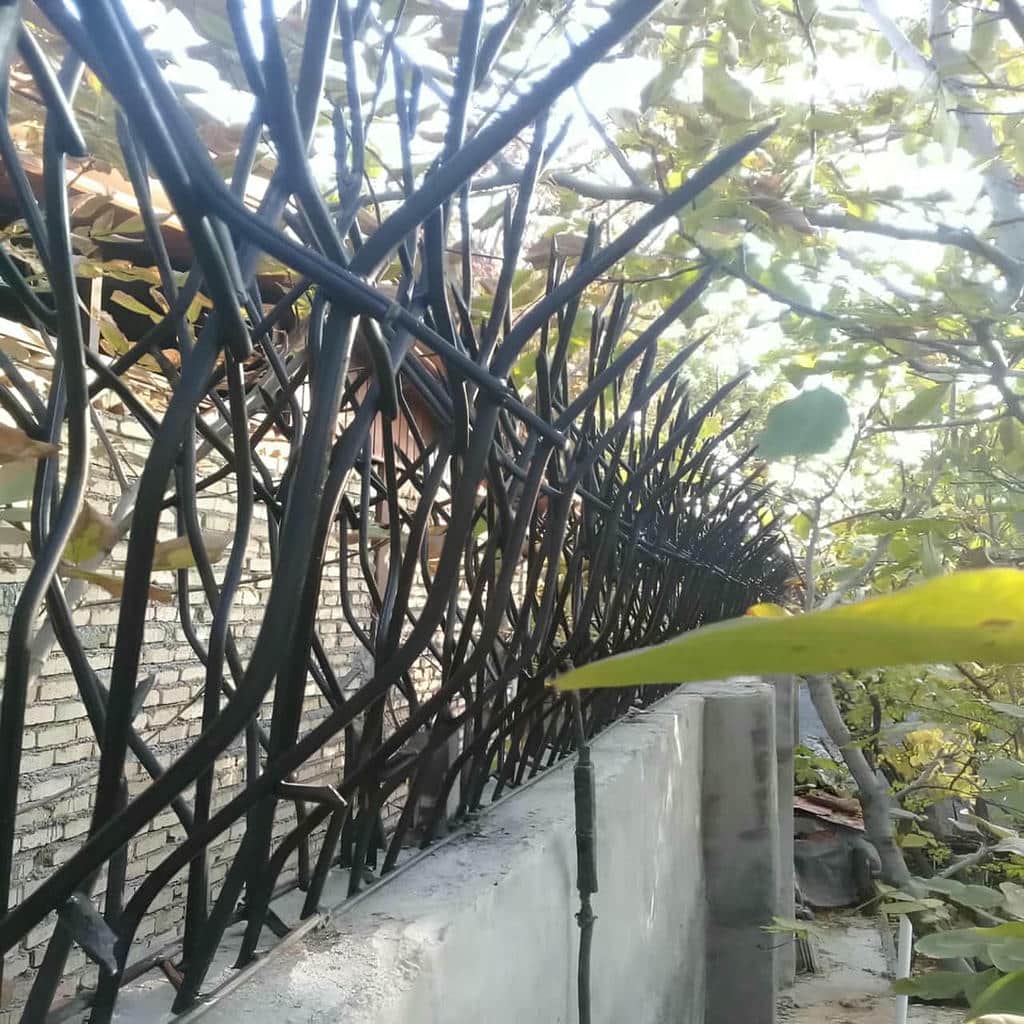 حفاظ شاخ گوزنی در طالقان