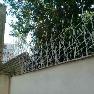 حفاظ شاخ گوزنی در گرگان