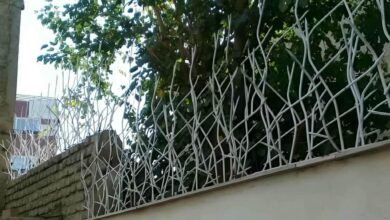 حفاظ شاخ گوزنی در گرگان