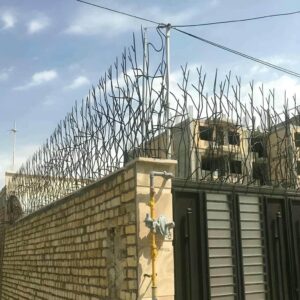 حفاظ شاخ گوزنی در سیرجان