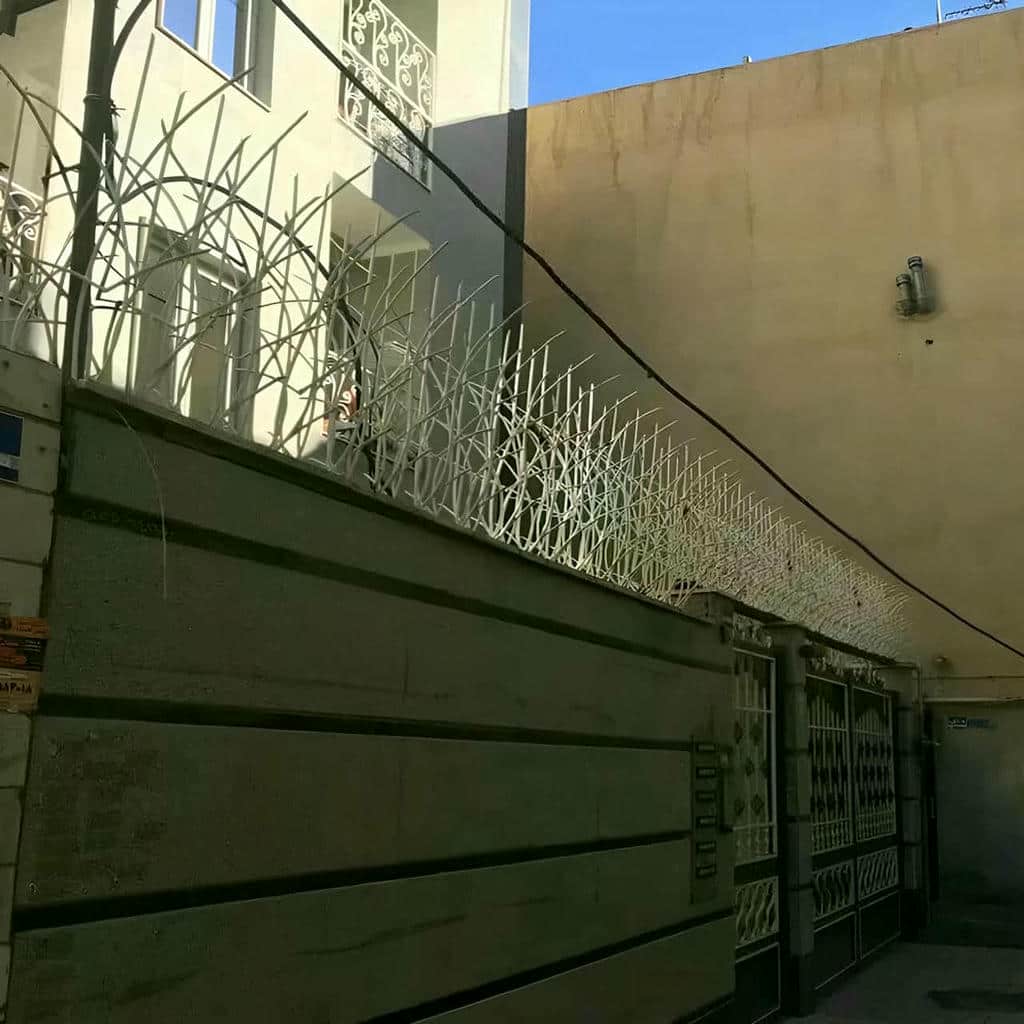 حفاظ شاخ گوزنی در سقز