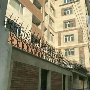 حفاظ شاخ گوزنی در سمنان