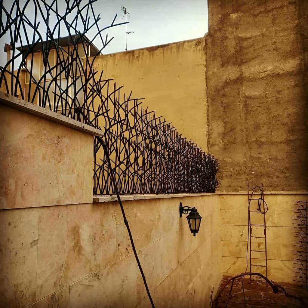 حفاظ شاخ گوزنی در استان مازندران