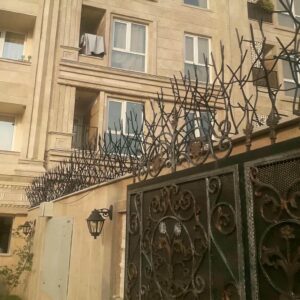 حفاظ شاخ گوزنی در همدان