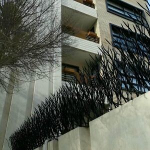 حفاظ شاخ گوزنی در کرمان