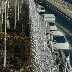 حفاظ شاخ گوزنی در کمال شهر