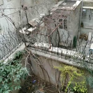 حفاظ شاخ گوزنی در تبریز