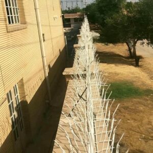 حفاظ شاخ گوزنی در آبادان