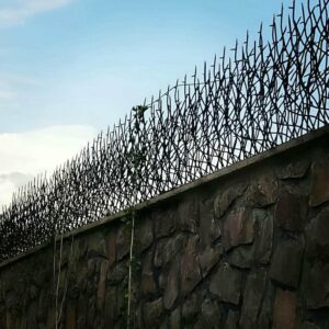 حفاظ شاخ گوزنی در ارومیه