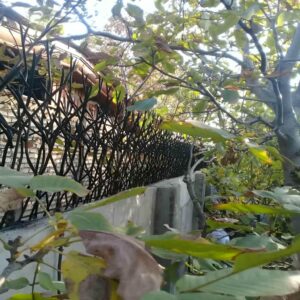 حفاظ شاخ گوزنی در قائمشهر