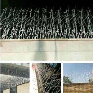 حفاظ شاخ گوزنی در استان گیلان