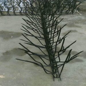 حفاظ شاخ گوزنی در شیراز