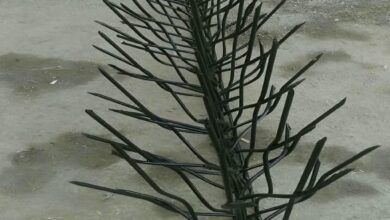 حفاظ شاخ گوزنی در شیراز