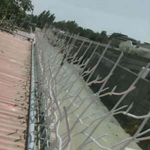 حفاظ شاخ گوزنی در گنبدکاووس