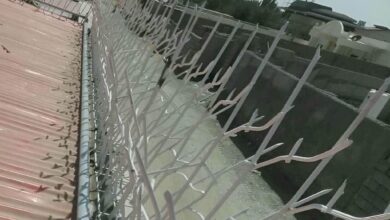 حفاظ شاخ گوزنی در گنبدکاووس