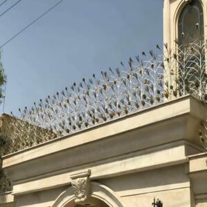 حفاظ شاخ گوزنی در قشم