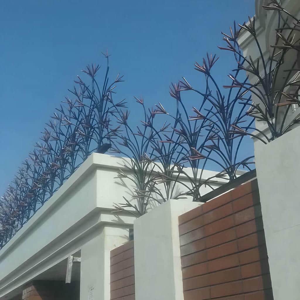 حفاظ شاخ گوزنی در رامسر