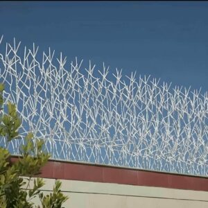 حفاظ شاخ گوزنی در نسیم شهر