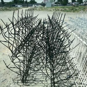 حفاظ شاخ گوزنی در اصفهان