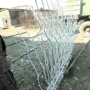 حفاظ شاخ گوزنی در یاسوج