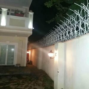 حفاظ شاخ گوزنی در فردیس کرج