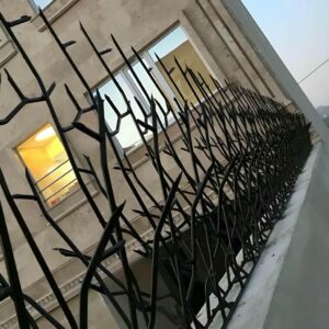 حفاظ شاخ گوزنی در آبسرد