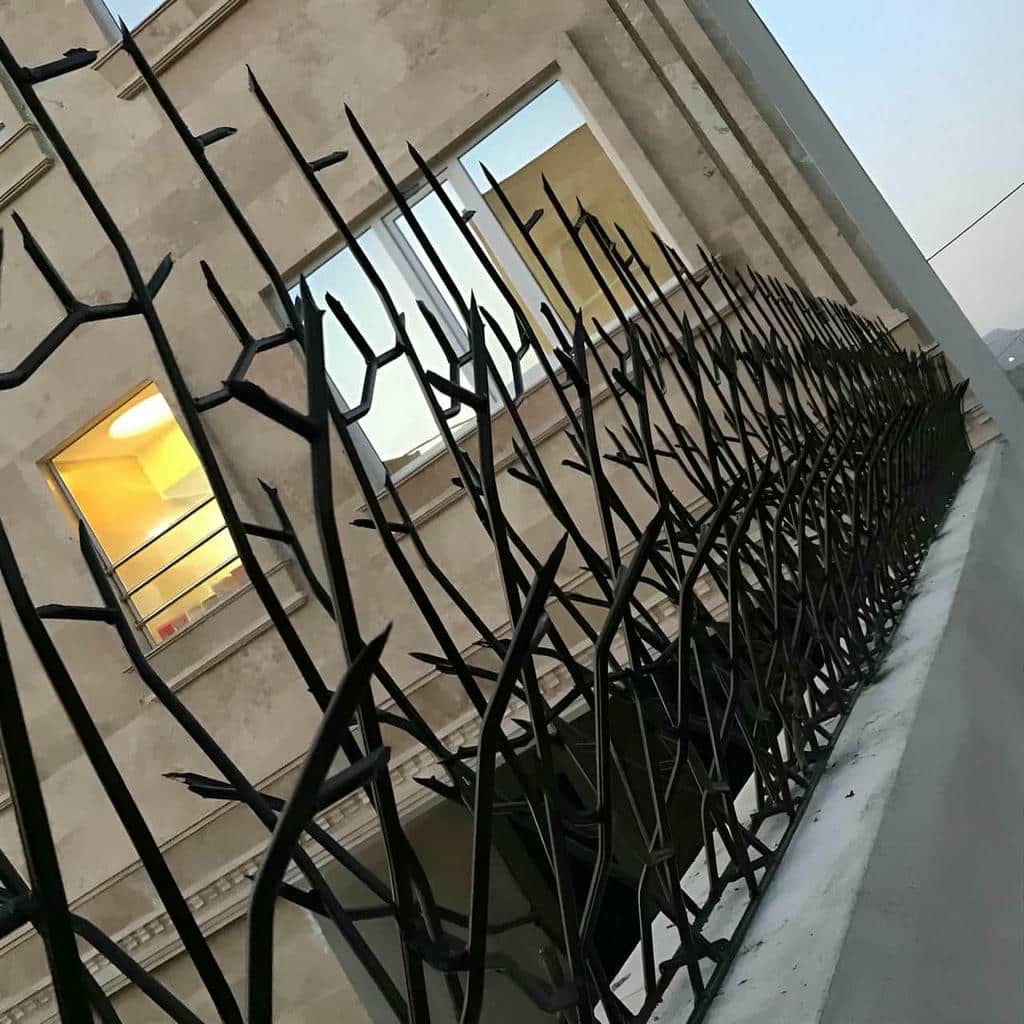حفاظ شاخ گوزنی در آبسرد