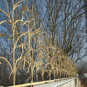 حفاظ شاخ گوزنی در رشت