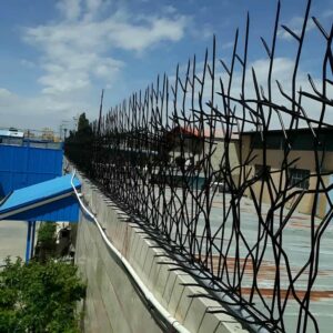 حفاظ شاخ گوزنی در بندر انزلی