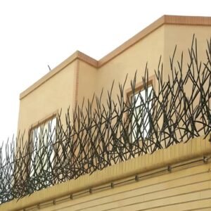 حفاظ شاخ گوزنی در قم