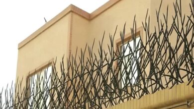 حفاظ شاخ گوزنی در قم