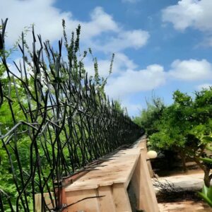 حفاظ شاخ گوزنی در کاشان