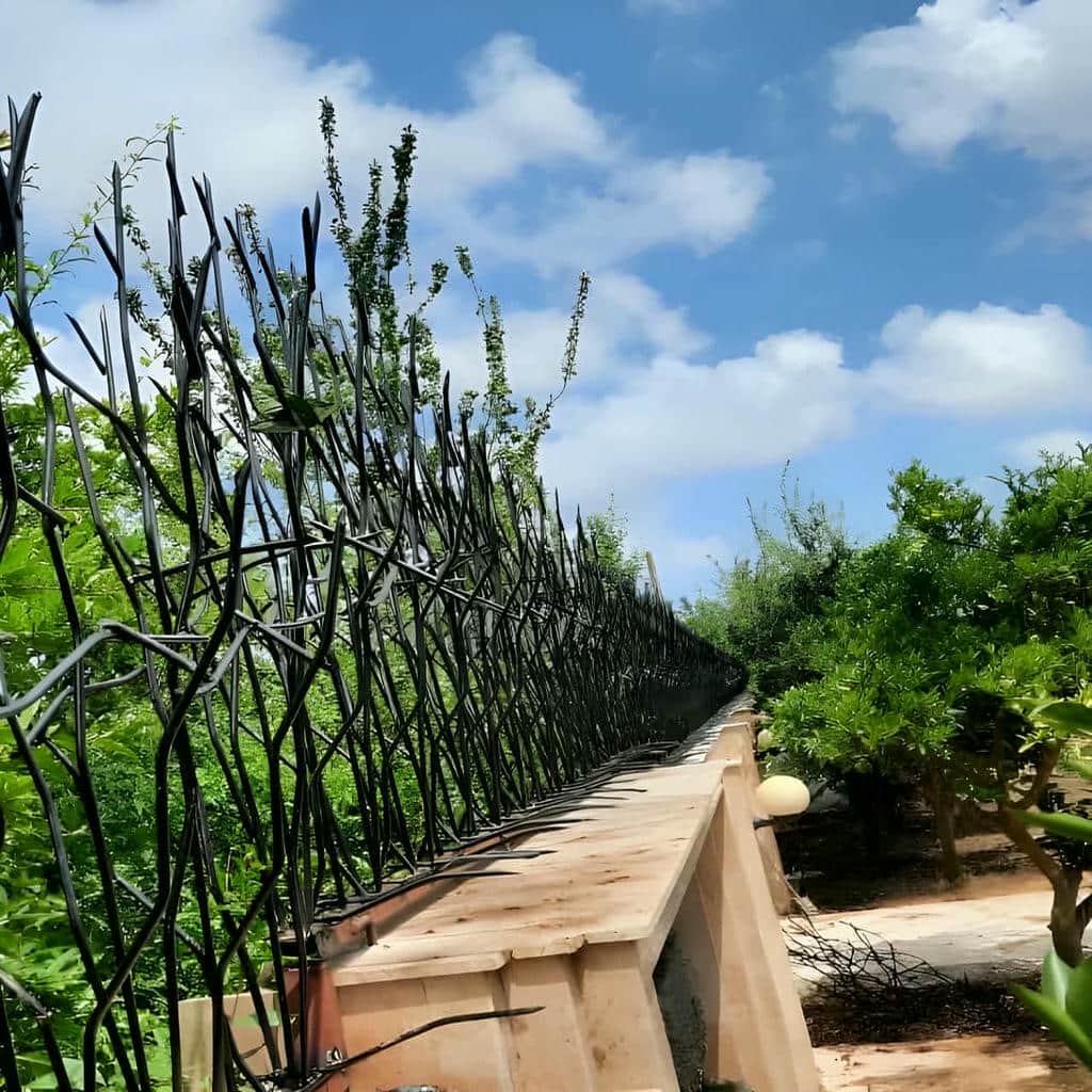 حفاظ شاخ گوزنی در کاشان