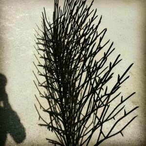 حفاظ شاخ گوزنی در دماوند