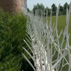 حفاظ شاخ گوزنی در قزوین