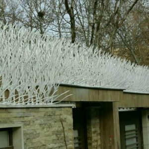 حفاظ شاخ گوزنی در رفسنجان