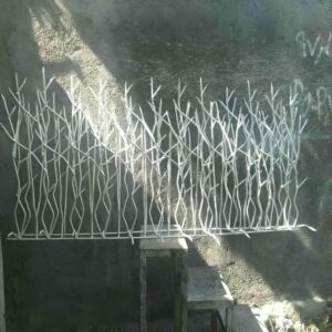 حفاظ شاخ گوزنی در ساوه