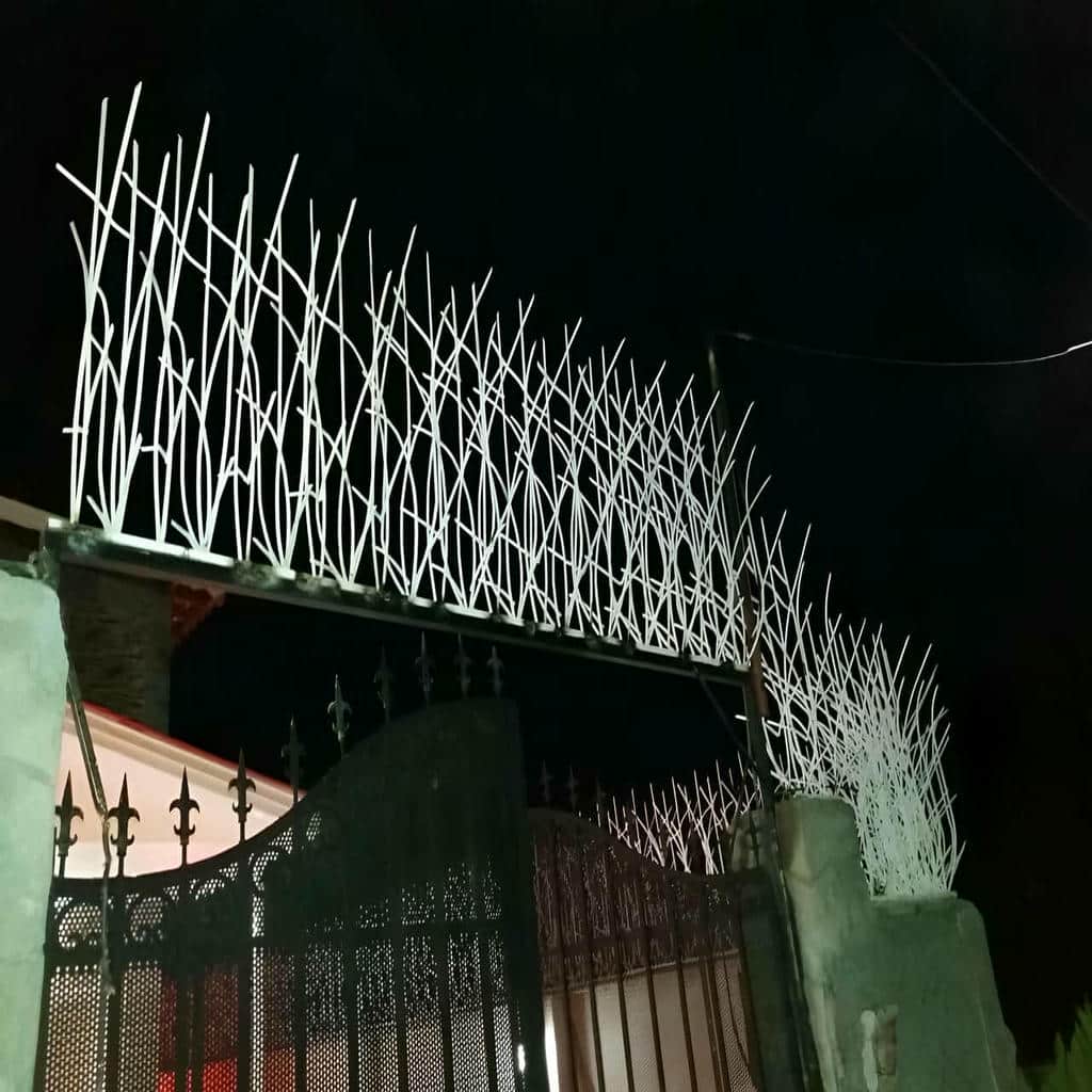 طرح لیلیوم حفاظ شاخ گوزنی برای نمای باغ ویلا