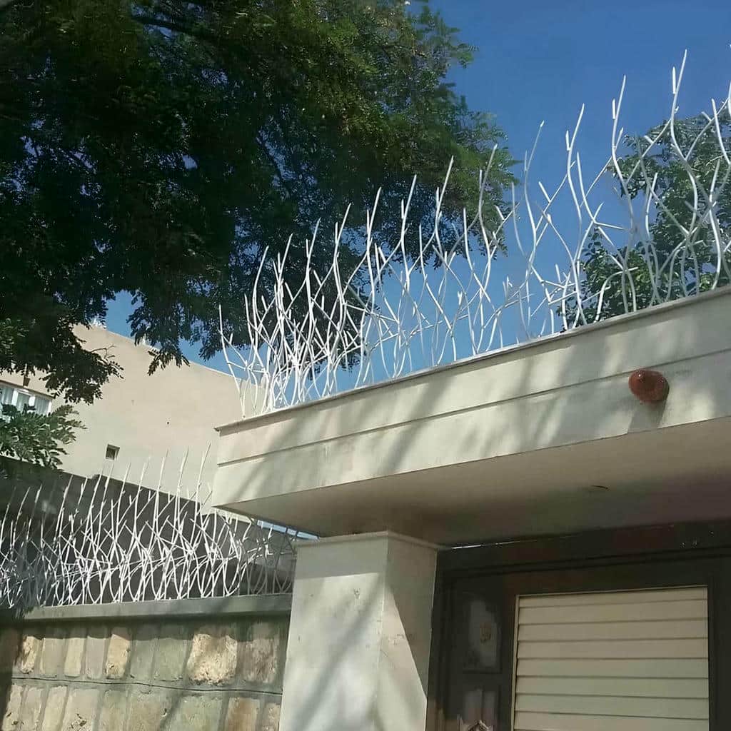 حفاظ دیوار شاخ گوزنی در استان سمنان